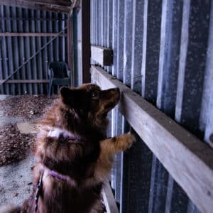Nosework etsintä