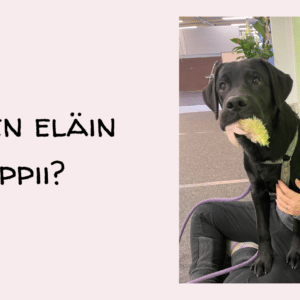 miten eläin oppii