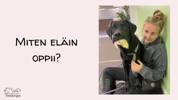 miten eläin oppii