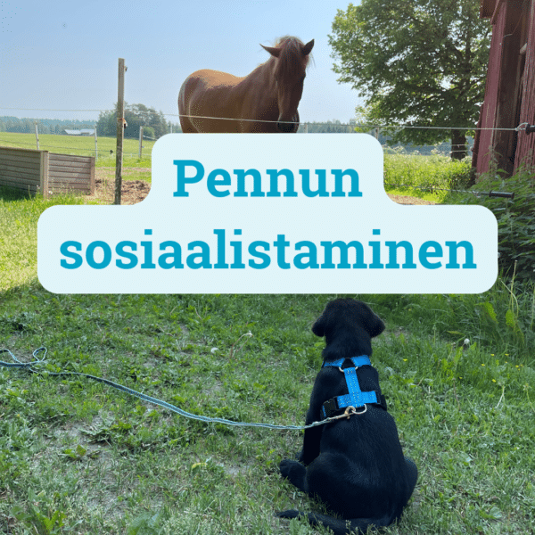 Pennun sosiaalistaminen -verkkokurssi