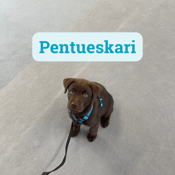 Pentueskari verkkokurssi
