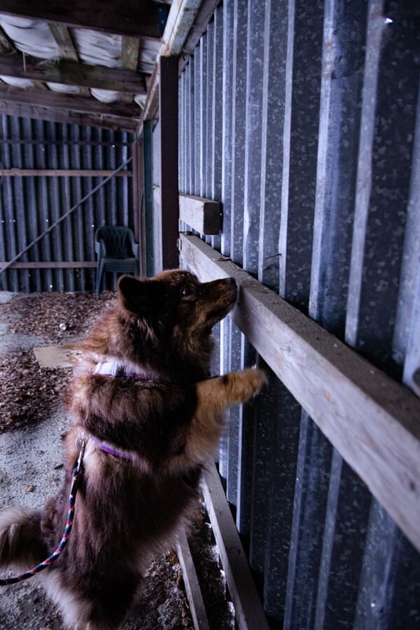Nosework 3