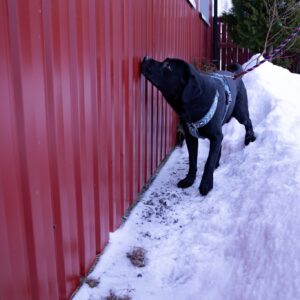 nosework