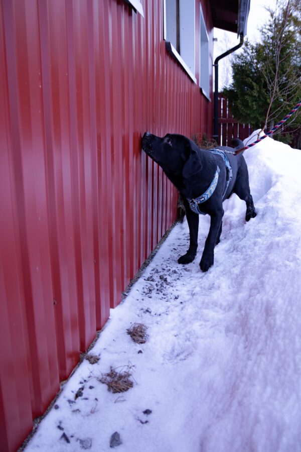 nosework