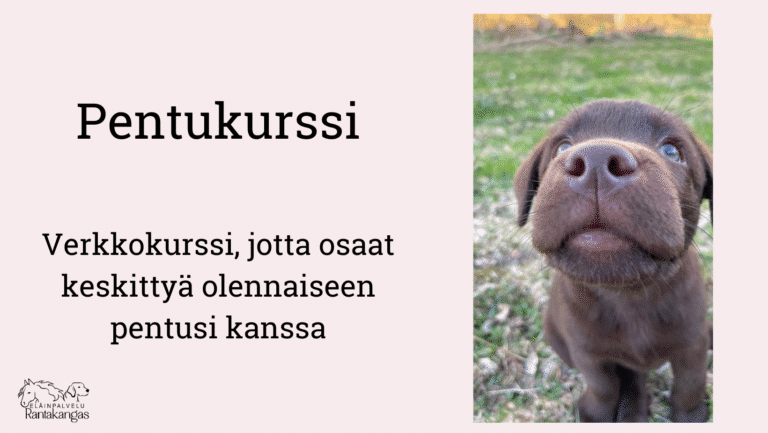 Meille tulee pentu https://www.elainpalvelurantakangas.com/wp-content/uploads/2023/01/ElainpalveluRantakangas_LOGO_100cm.jpg